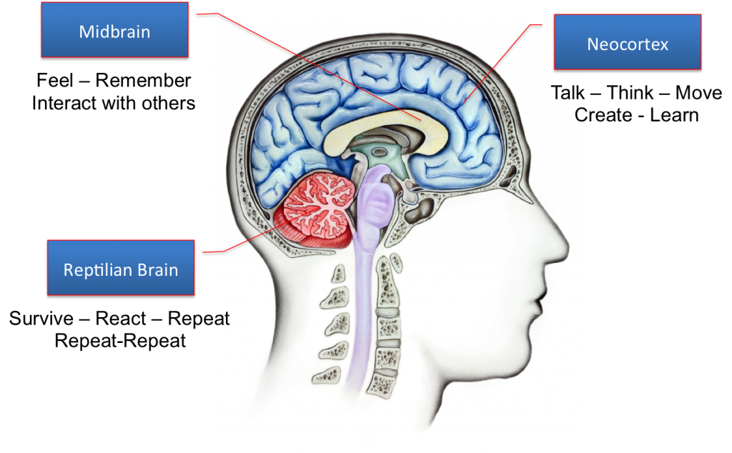 Triune-Brain